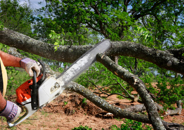 How Our Tree Care Process Works  in  Great Falls, MT